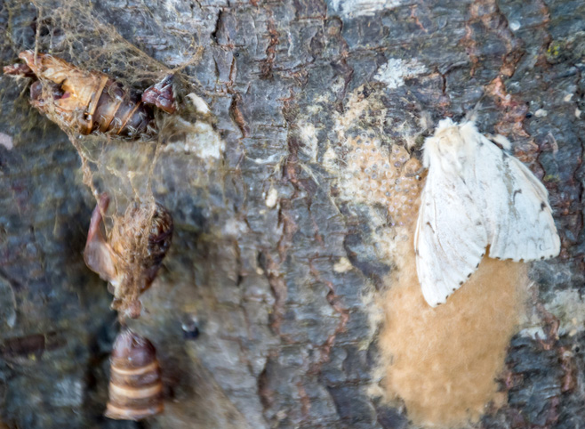 Female moth laying an egg mass near a cocoon